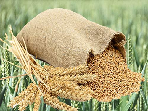 धानसँगै गहुँतर्फ खाद्यको मोड, खरिद रणनीतिमा ठूलो फेरबदल