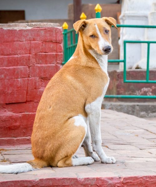 चितवनबाट कोलोराडोसम्म: छाडा कुकुरले बदलिदियो आमाछोरीको जीवन