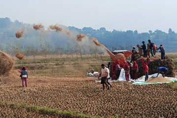 धानले बदल्यो पहाडको पहिचान: उत्पादनसँगै आम्दानी उकासिँदै