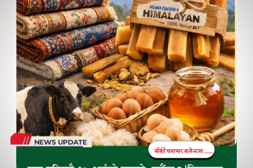 सात महिनामै १५ अर्बको फड्को: गलैंचा र ‘हिमालयन छुर्पी’ ले उचाल्यो नेपालको पशुजन्य निर्यात