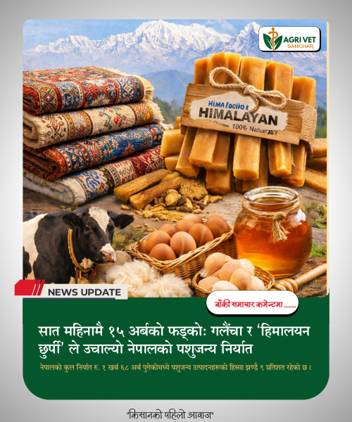 सात महिनामै १५ अर्बको फड्को: गलैंचा र ‘हिमालयन छुर्पी’ ले उचाल्यो नेपालको पशुजन्य निर्यात