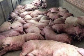 गैँडाकोटमा अफ्रिकन स्वाइन फिभर फैलिँदै कृषकका बङ्गुर फार्म पूर्ण रूपमा रित्तिए