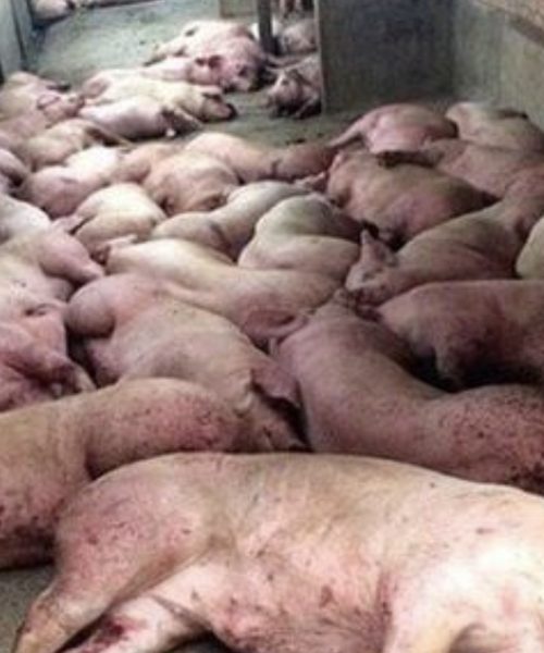 गैँडाकोटमा अफ्रिकन स्वाइन फिभर फैलिँदै कृषकका बङ्गुर फार्म पूर्ण रूपमा रित्तिए