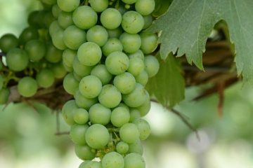 काठमाडौंको बजारमा हरियो अंगुर महँगियो, एकैदिनमा प्रतिकिलो २५ रुपैयाँ वृद्धि