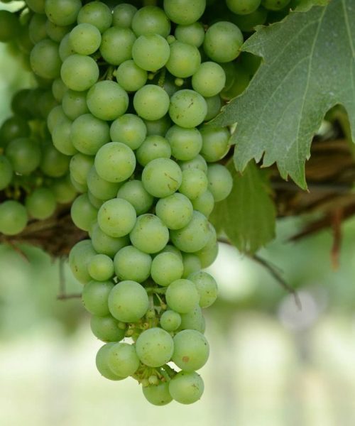 काठमाडौंको बजारमा हरियो अंगुर महँगियो, एकैदिनमा प्रतिकिलो २५ रुपैयाँ वृद्धि