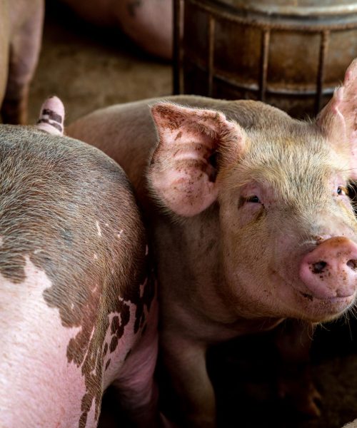 सुदूरपश्चिमका तीन स्थानीय तहमा अफ्रिकन स्वाइन फिभरको संक्रमण पुष्टि