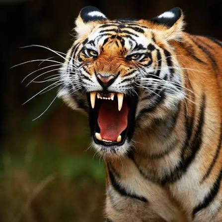 बर्दियामा चितुवाको आक्रमणबाट दुई जनाको मृत्यु :मानव–वन्यजन्तु द्वन्द्व बढ्दै