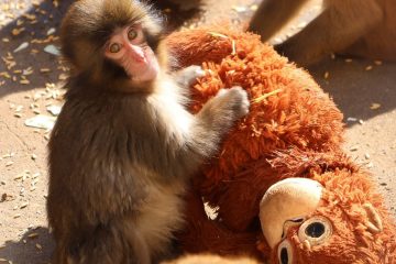 पञ्चको कथा: आमाको अभाव, खेलौनाको सान्त्वना, र इन्टरनेटको प्रेम