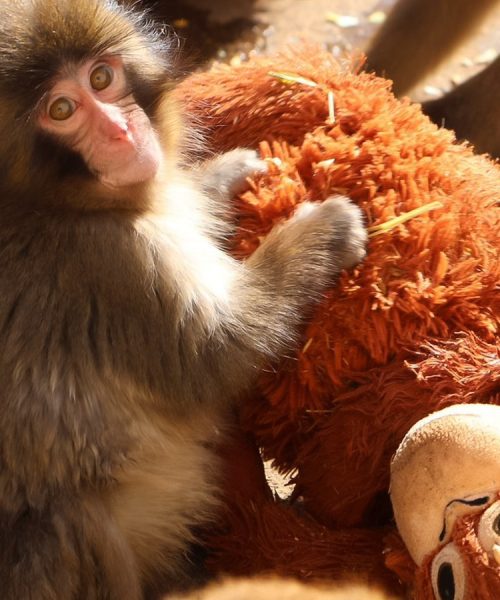 पञ्चको कथा: आमाको अभाव, खेलौनाको सान्त्वना, र इन्टरनेटको प्रेम