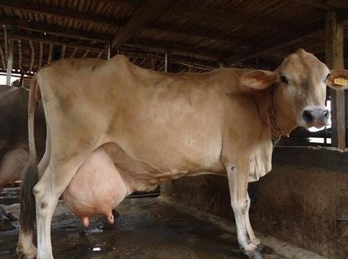 पर्वतमा गोठमै पुगेर थुनेलो परीक्षण अभियान सञ्चालन