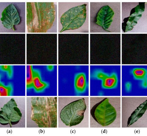 अब बाली रोग फैलिनु अघि नै AI ले सचेत गराउने