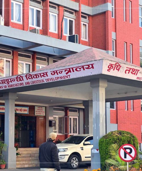 सुँगुरपालनमा अफ्रिकन स्वाइन फिभरको त्रास : खोप नहुँदा सतर्क रहन किसानलाई अनुरोध