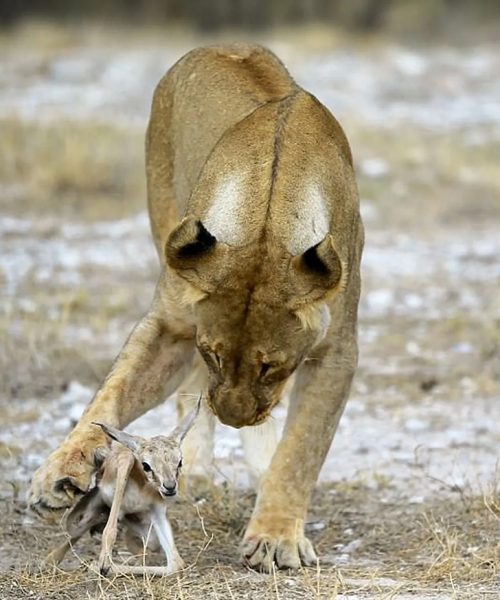 शिकारीबाट आमा बनिन् सिंहनी : कृष्णसारको बच्चासँग अनौठो सम्बन्ध
