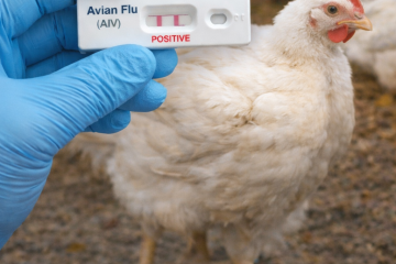 बर्ड फ्लुको जोखिम: भारतबाट अवैध चल्ला र अन्डा भित्र्याउने क्रम रोक्न कडा निगरानी