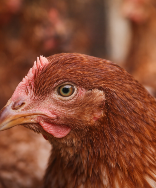 बर्डफ्लु पुष्टि भएपछि मोरङमा कुखुरा तथा सामग्री ओसारपसार बन्द