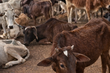 बर्दगोरिया गौशालाको पीडा:भोक र चिसोले छट्पटिँदै गाई