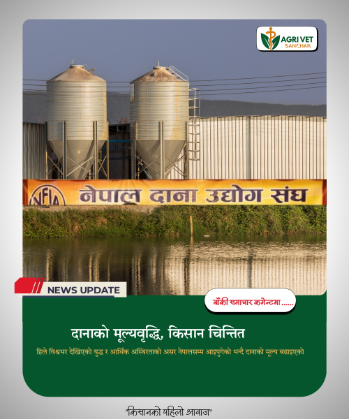 दानाको मूल्यवृद्धि, किसान चिन्तित