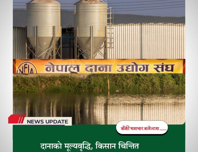 दानाको मूल्यवृद्धि, किसान चिन्तित