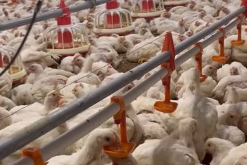 ११ करोडभन्दा बढी कुखुरा, ५८ अर्ब आम्दानी : नेपालमा कुखुरापालन व्यवसायको चमत्कारिक उछाल