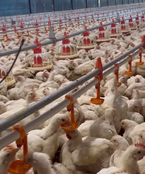 ११ करोडभन्दा बढी कुखुरा, ५८ अर्ब आम्दानी : नेपालमा कुखुरापालन व्यवसायको चमत्कारिक उछाल