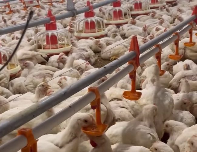 ११ करोडभन्दा बढी कुखुरा, ५८ अर्ब आम्दानी : नेपालमा कुखुरापालन व्यवसायको चमत्कारिक उछाल