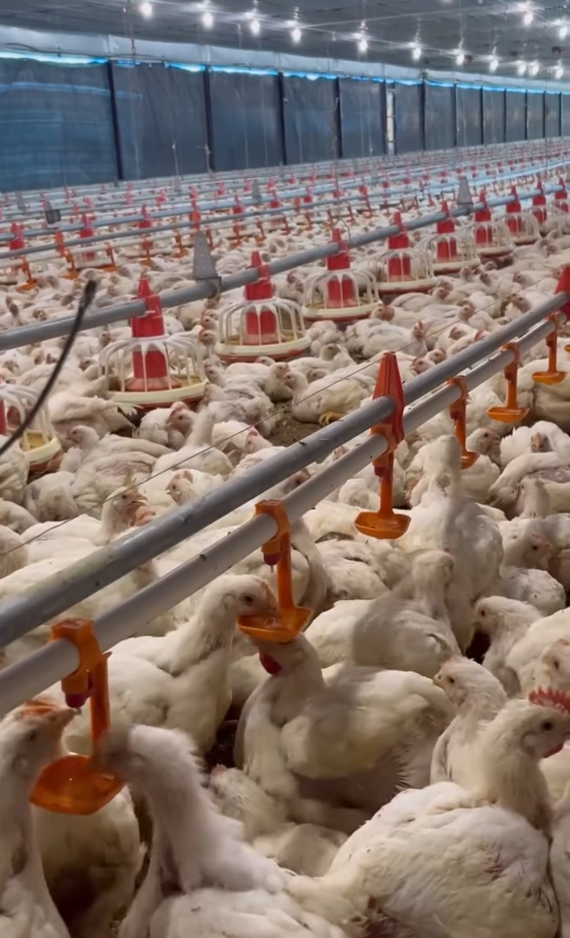 किसानका कुरा