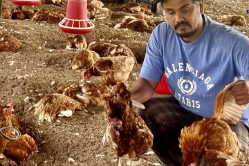 उर्लाबारीमा बर्ड फ्लुको प्रकोप: एकै क्षणमा २ करोडभन्दा बढीको कुखुरापालन व्यवसाय ध्वस्त