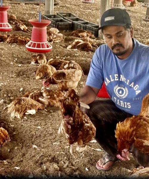 उर्लाबारीमा बर्ड फ्लुको प्रकोप: एकै क्षणमा २ करोडभन्दा बढीको कुखुरापालन व्यवसाय ध्वस्त