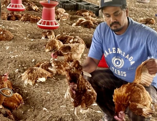 उर्लाबारीमा बर्ड फ्लुको प्रकोप: एकै क्षणमा २ करोडभन्दा बढीको कुखुरापालन व्यवसाय ध्वस्त