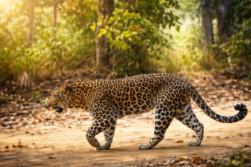 पाल्पा–अर्घाखाँचीमा बाघको उपस्थिति बढ्यो : संरक्षणको आशा ,द्वन्द्वको चिन्ता