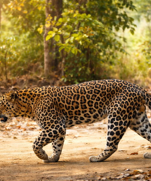 पाल्पा–अर्घाखाँचीमा बाघको उपस्थिति बढ्यो : संरक्षणको आशा ,द्वन्द्वको चिन्ता