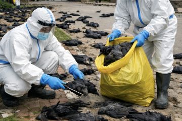 राजधानीमै बर्डफ्लु अलर्ट: कीर्तिपुरमा ६८ कागको मृत्यु