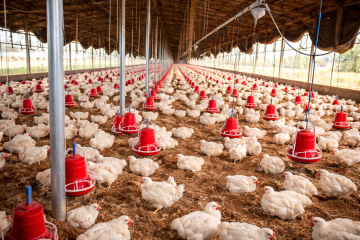 कर्णाली प्रदेशमा छैन व्यवसायिक कुखुरा पालनको रौनक