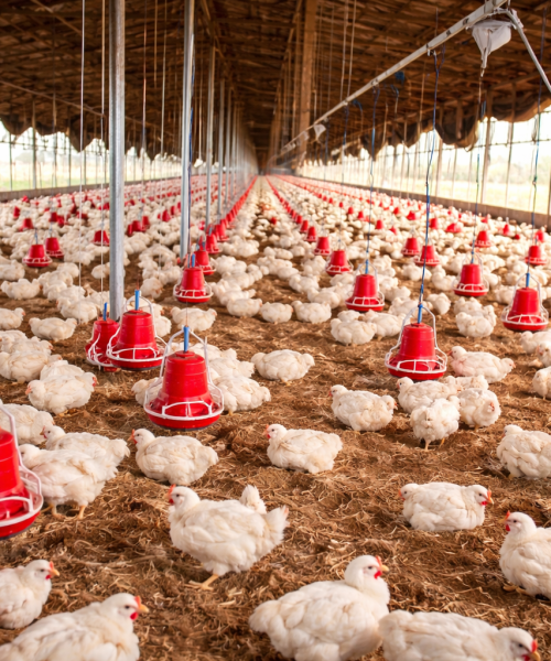 कर्णाली प्रदेशमा छैन व्यवसायिक कुखुरा पालनको रौनक