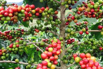 सिन्धुपाल्चोकमा कफी खेतीको विस्तार: उत्पादन बढ्दै, अन्तर्राष्ट्रिय बजारमा उच्च माग