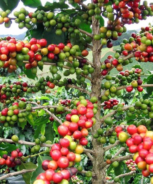 सिन्धुपाल्चोकमा कफी खेतीको विस्तार: उत्पादन बढ्दै, अन्तर्राष्ट्रिय बजारमा उच्च माग