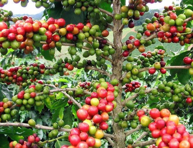 सिन्धुपाल्चोकमा कफी खेतीको विस्तार: उत्पादन बढ्दै, अन्तर्राष्ट्रिय बजारमा उच्च माग