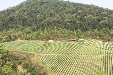 ७० रोपनीमा अंगुर खेती: ४० करोड लगानी, तनहुँ घिरिङबाट वाइन उत्पादन सुरु