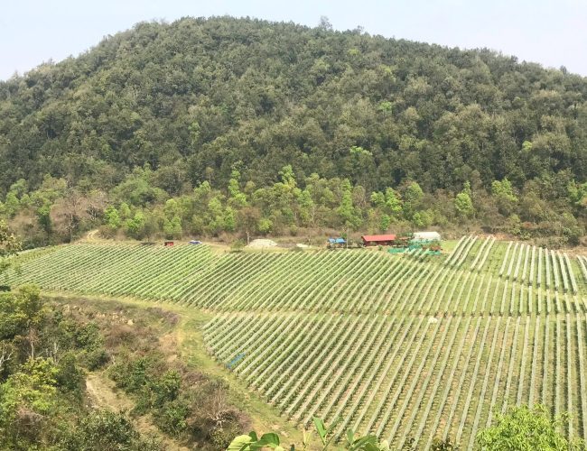 ७० रोपनीमा अंगुर खेती: ४० करोड लगानी, तनहुँ घिरिङबाट वाइन उत्पादन सुरु