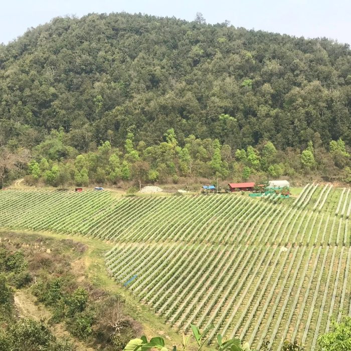 ७० रोपनीमा अंगुर खेती: ४० करोड लगानी, तनहुँ घिरिङबाट वाइन उत्पादन सुरु