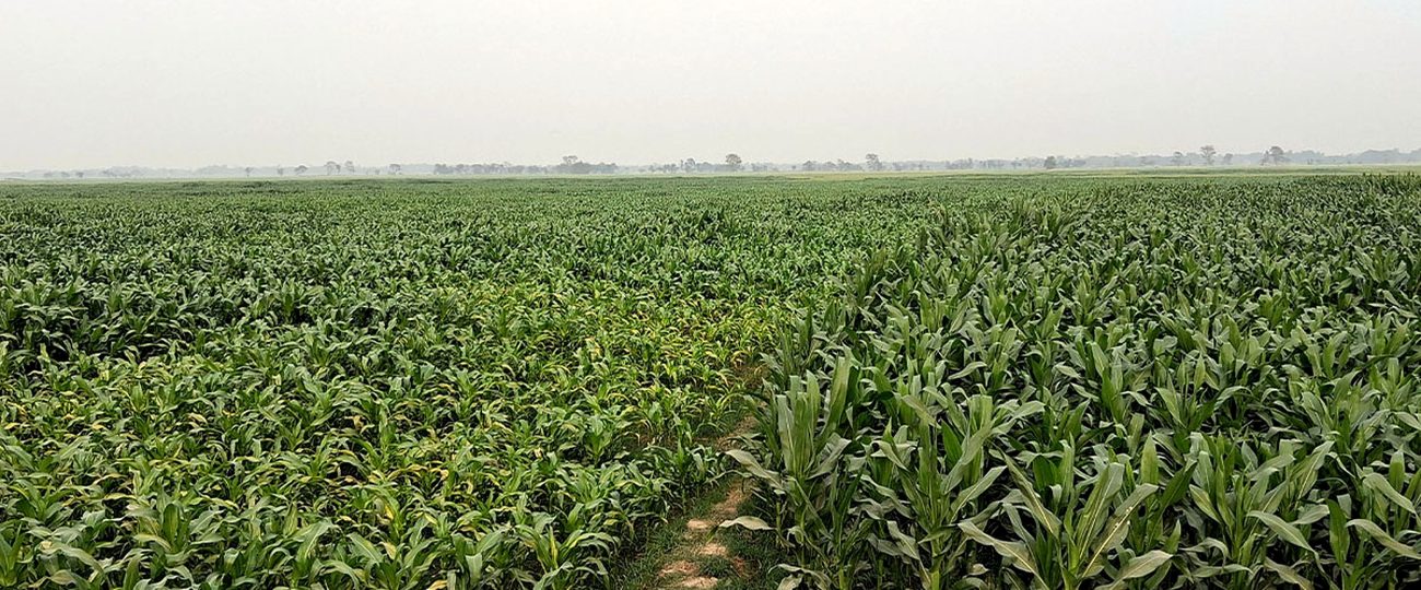 बेमौसमी मकै खेती: उत्पादन र आम्दानी बढाउने विकल्प