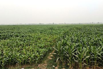 बेमौसमी मकै खेती: उत्पादन र आम्दानी बढाउने विकल्प