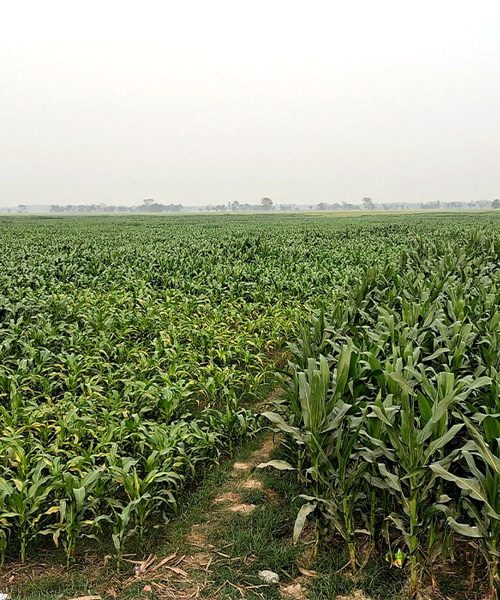 बेमौसमी मकै खेती: उत्पादन र आम्दानी बढाउने विकल्प