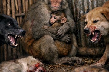 बच्चालाई च्यापेर बसेकी माउ बाँदरको सामुन्ने आधा दर्जन बाँदरको क्रूर हत्या