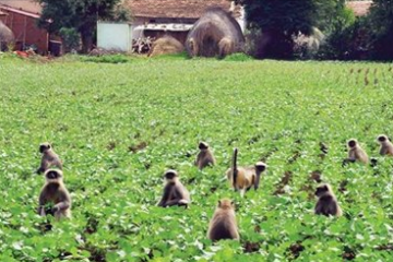 खेती जोगाउन नसकेपछि गाउँ नै खाली: भोजपुरमा बाँदरको त्रास