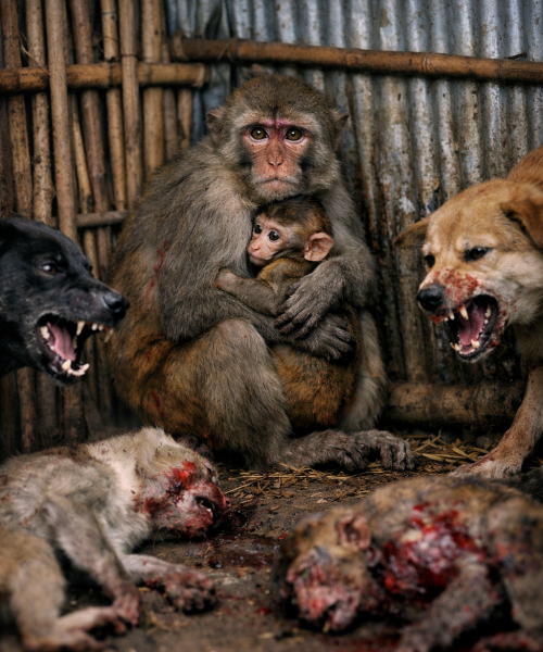 बच्चालाई च्यापेर बसेकी माउ बाँदरको सामुन्ने आधा दर्जन बाँदरको क्रूर हत्या