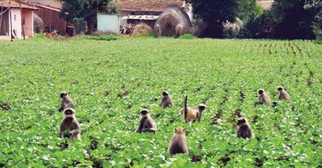 विचार / सम्पादकीय