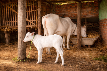सिन्धुलीमा देखिएको तराई जातको गाई