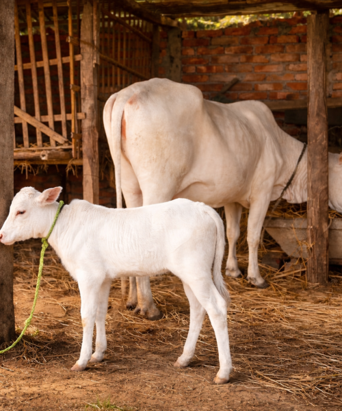 सिन्धुलीमा देखिएको तराई जातको गाई