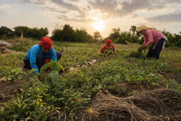 नदीको बगरमा खरबुजा खेती गर्दै बर्दियाका महिलाहरू: आम्दानीको नयाँ सम्भावना खोज्दै